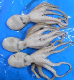 Tolar Frozen Octopus