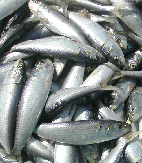 sardine fish