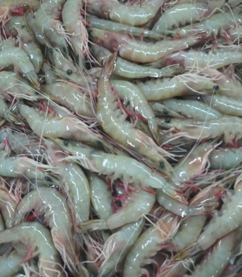 Vannamei Shrimps